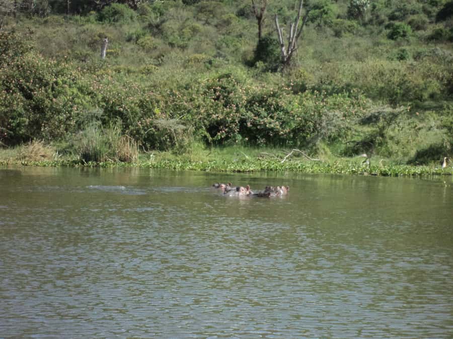 Nairobi to Lake Naivasha Day Tour with Crescent Island - The 40-minute film and museum collection
