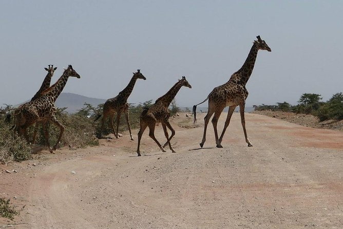 Nairobi tour and giraffe centre - Key points to know before booking