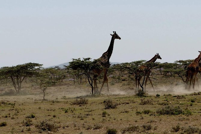 Nairobi tour and giraffe centre - Is $65 a fair price?