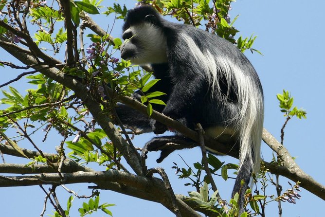 Nairobi tour and giraffe centre - What is not included, and why it matters