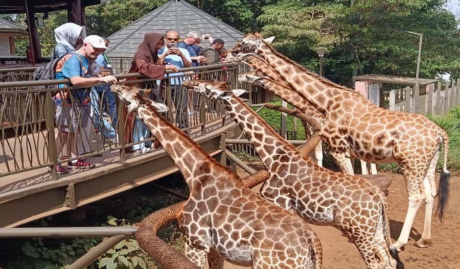 Nairobi Walking Tour, GiraffeCentre & Souvenir Shopping Tour - Key points to know before booking