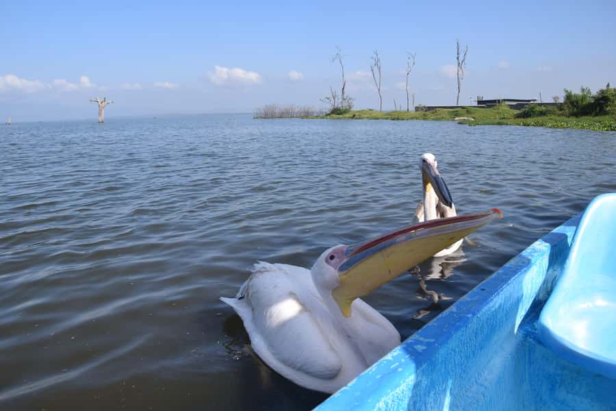 Naivasha Crescent Island Walking Safari & Hell's Gate Biking - A second boat ride and a short lunch stop
