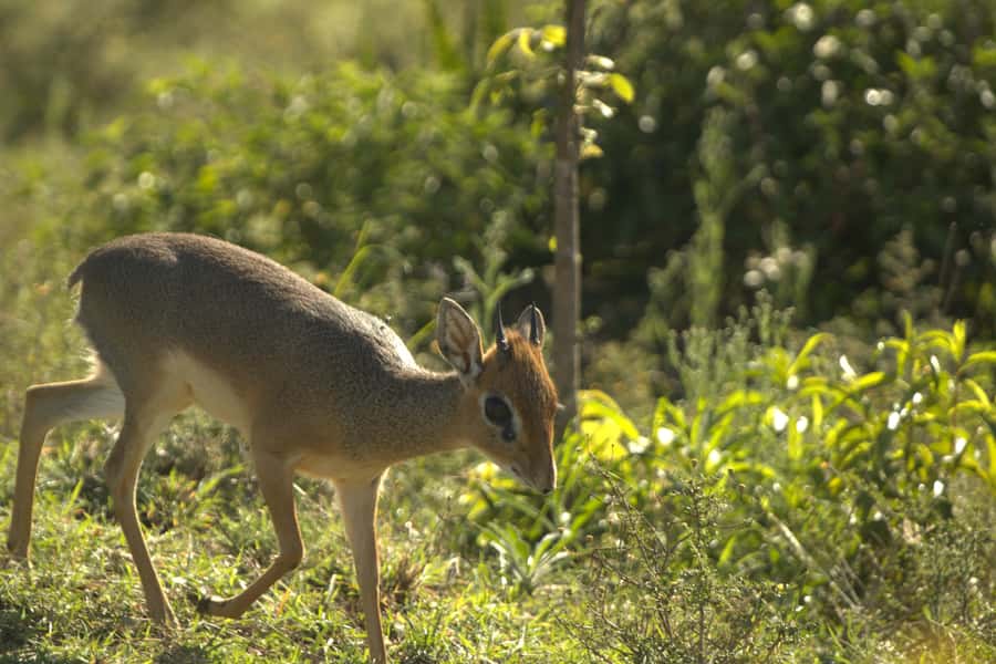 Naivasha Crescent Island Walking Safari & Hell's Gate Biking - Who should book this day?