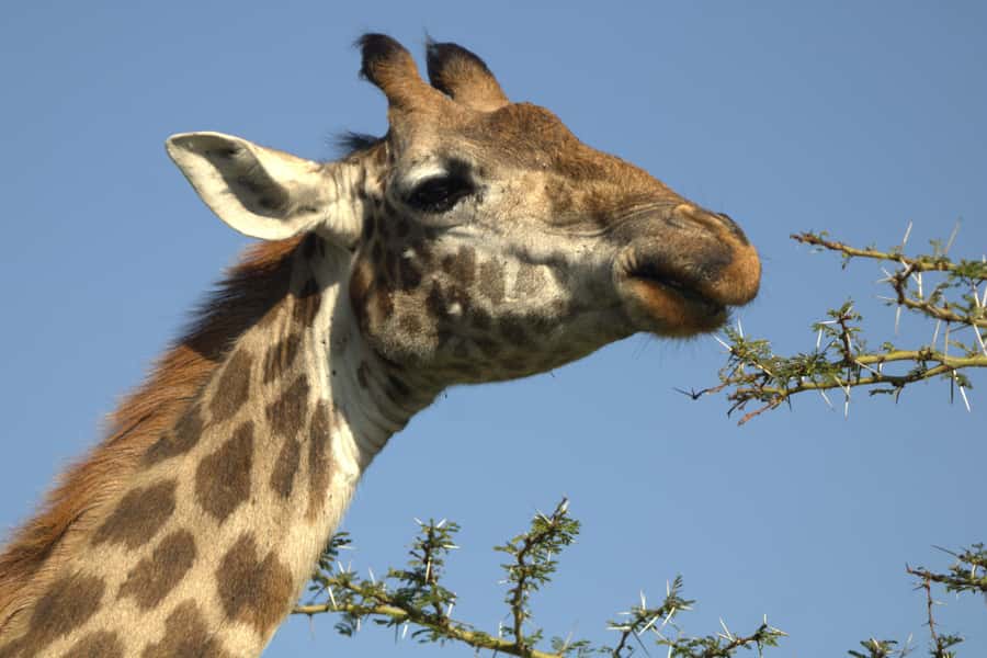Naivasha Crescent Island Walking Safari & Hell's Gate Biking - Leaving Westlands for Lake Naivasha