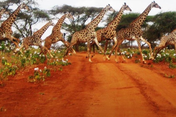 Naivasha Full Day Safari - Key points to know before booking