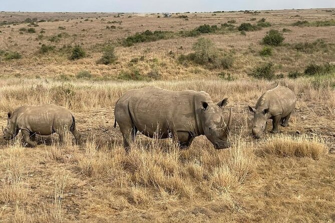 National Park Half-Day Group Tour in Nairobi with Pickup - The open-top vehicle and game drive