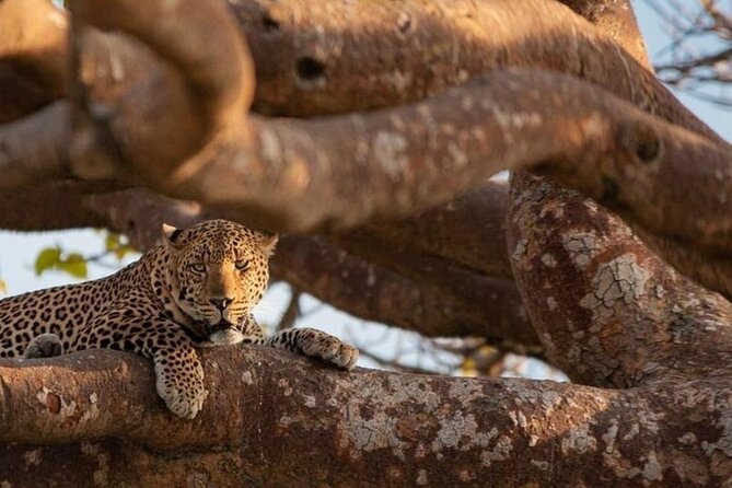 National Park Half-Day Group Tour in Nairobi with Pickup - Five hours is enough, but know its limits