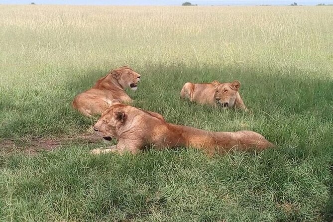 National Park Half-Day Group Tour in Nairobi with Pickup - What is included, and what costs extra