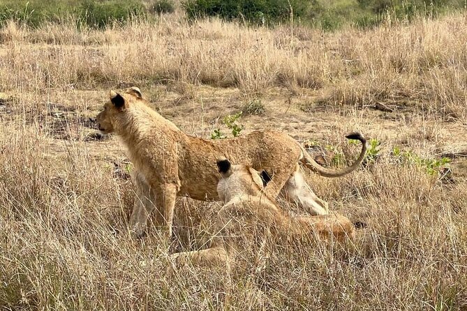 National Park Half-Day Group Tour in Nairobi with Pickup - Who should book this Nairobi safari