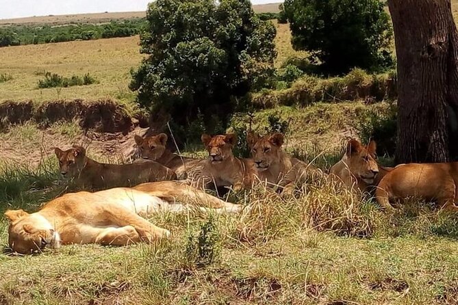 National Park Half-Day Group Tour in Nairobi with Pickup - Booking details worth checking first