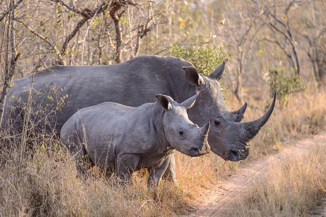 Ol Pejeta Conservancy and Chimpanzee Sanctuary Full-Day Tour from Nairobi - Leaving Nairobi at 6am for the highlands