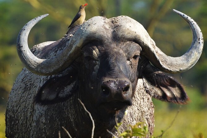 Ol Pejeta Conservancy and Chimpanzee Sanctuary Full-Day Tour from Nairobi - Ol Pejeta’s open plains and rare rhinos