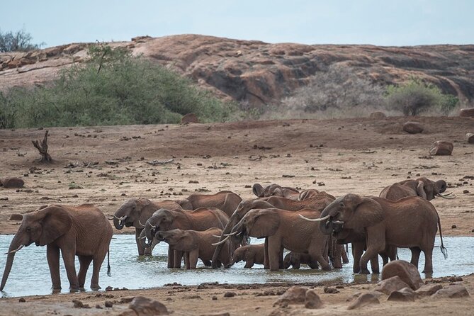 Ol Pejeta Conservancy and Chimpanzee Sanctuary Full-Day Tour from Nairobi - How the $395 price works in practice