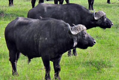 Ol Pejeta Conservancy and Chimpanzee Sanctuary Full-Day Tour from Nairobi