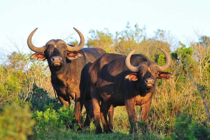 Ol Pejeta Conservancy and Chimpanzee Sanctuary Full-Day Tour from Nairobi - The biggest drawback: a very long return to Nairobi