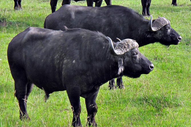 Ol Pejeta Conservancy and Chimpanzee Sanctuary Full-Day Tour from Nairobi - A manyatta visit adds a human side