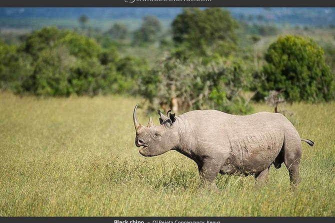 Ol Pejeta Conservancy Day Tour from Nairobi - Key points to know before booking