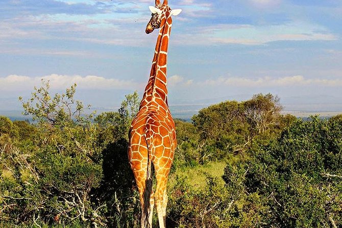 Ol Pejeta Conservancy Day Tour from Nairobi - Why Ol Pejeta is worth the long ride