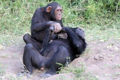 Ol Pejeta Conservancy Day Tour from Nairobi