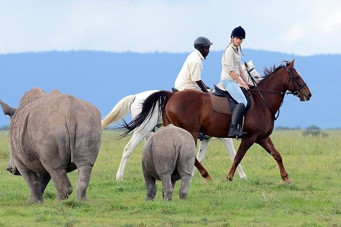 Ol Pejeta Conservancy Day Tour from Nairobi - Afternoon drive, Baraka, and the northern white rhinos