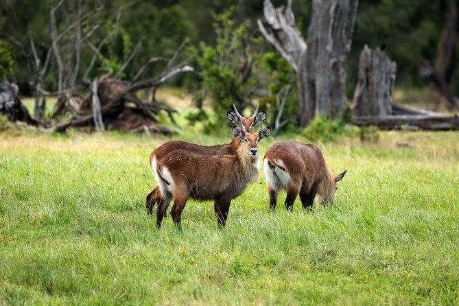 Ol Pejeta Conservancy Day Tour from Nairobi - A private tour with a guide who shapes the day