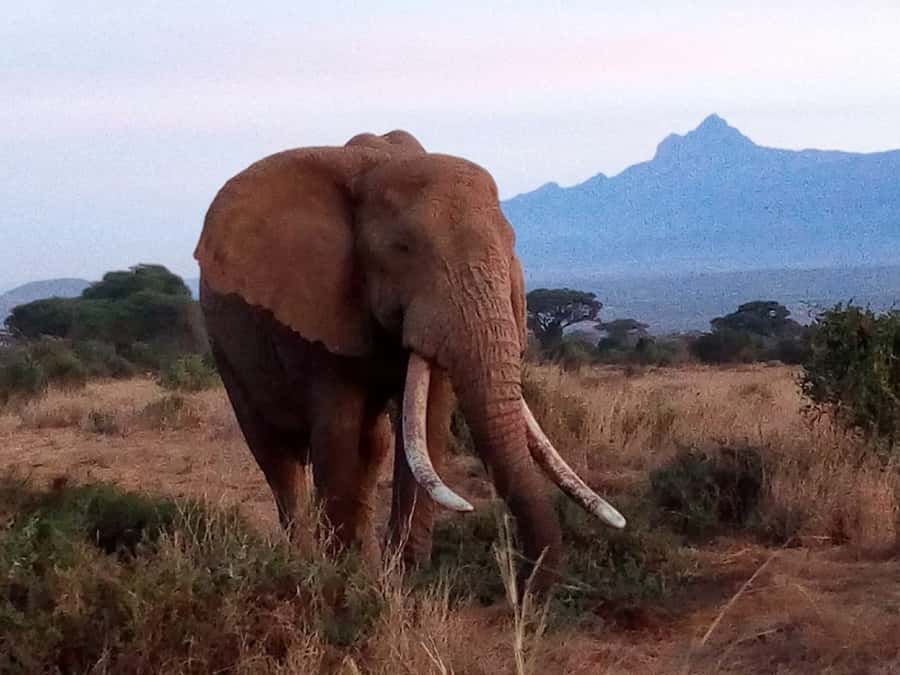 Ol Pejeta Conservancy Full Day Tour From Nairobi - Why Ol Pejeta makes sense as a day trip