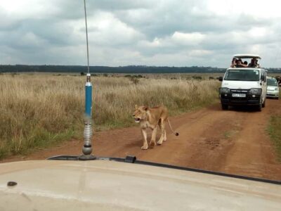 Ol Pejeta Conservancy Full Day Tour From Nairobi