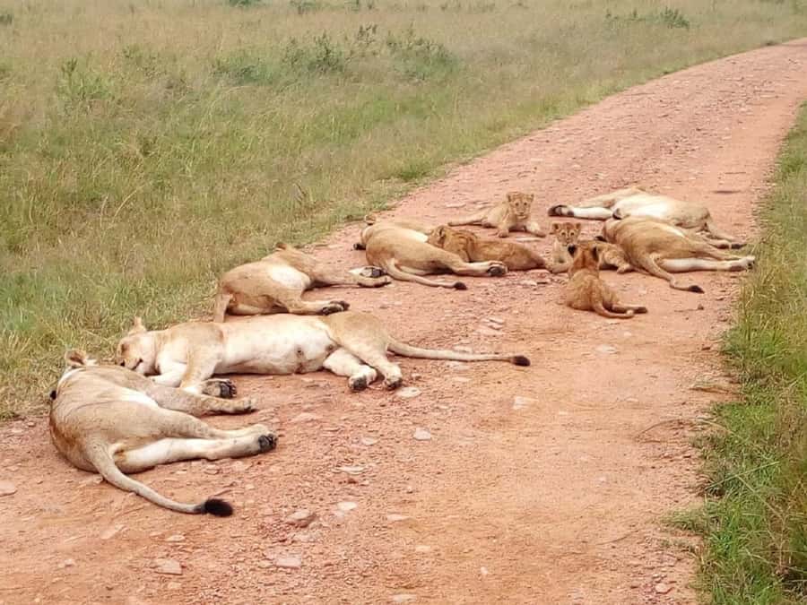 Ol Pejeta Conservancy Full Day Tour From Nairobi - First game drive in Ol Pejeta