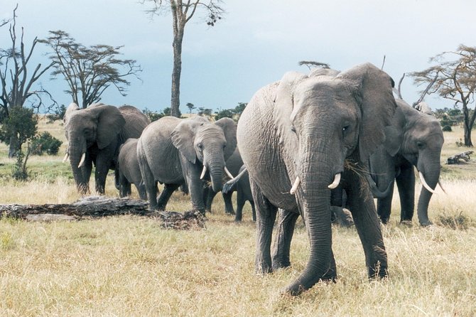Ol Pejeta, Sweet Waters Chimpanzee Sanctuary and lion tracking safari - Who Will Enjoy This Safari Most