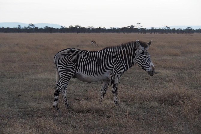 Ol Pejeta, Sweet Waters Chimpanzee Sanctuary and lion tracking safari - Practical Advice for a Smoother Trip