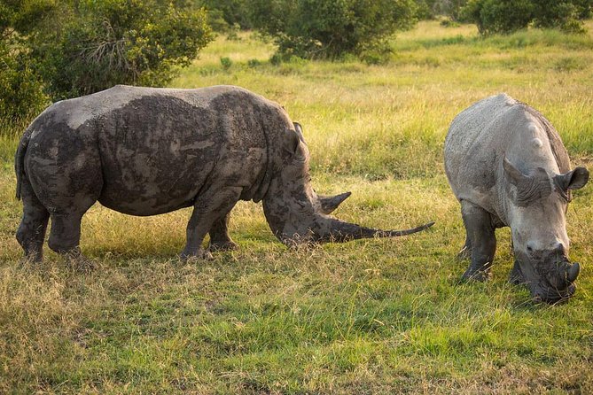 Ol Pejeta, Sweet Waters Chimpanzee Sanctuary and lion tracking safari - Sweetwaters Accommodation Choices and Their Real Cost
