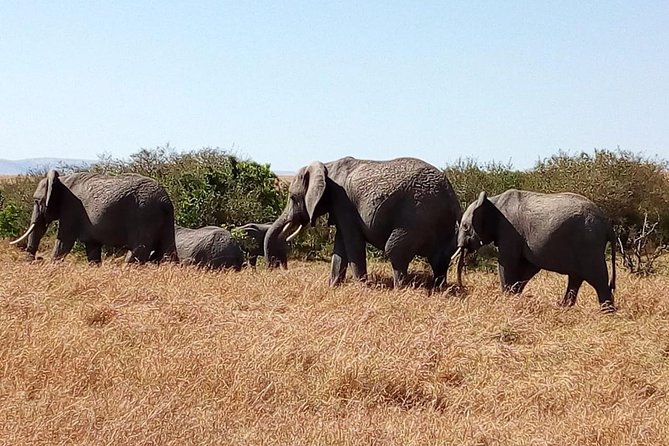 Olpejeta conservancy Day tour - White rhinos, rare species, and the price of protection