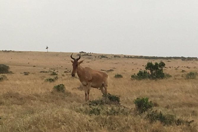 Olpejeta conservancy Day tour - The second part of the wildlife day