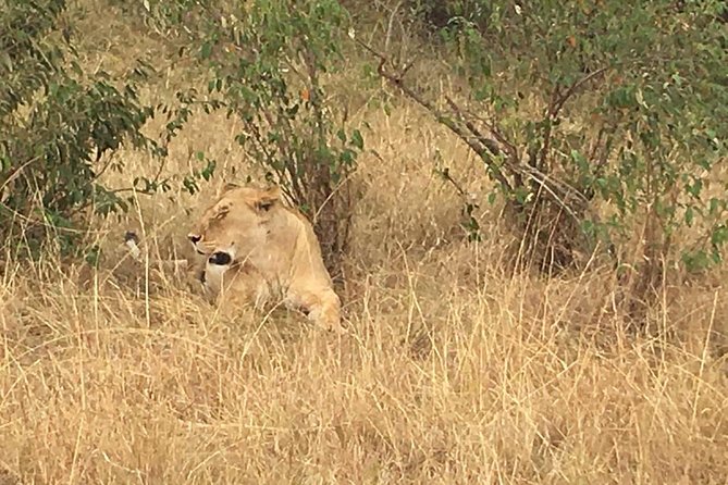 Olpejeta conservancy Day tour - Buffet lunch and the return journey
