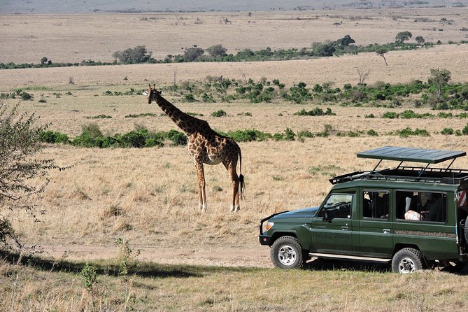 Olpejeta, Lake Naivasha, Masai Mara 5 Days Private Kenya Jeep tour - Day 4: A full day searching the Mara