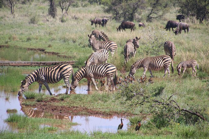Olpejeta, Lake Naivasha, Masai Mara 5 Days Private Kenya Jeep tour - Day 5: Returning to Nairobi via Longonot or extra stops