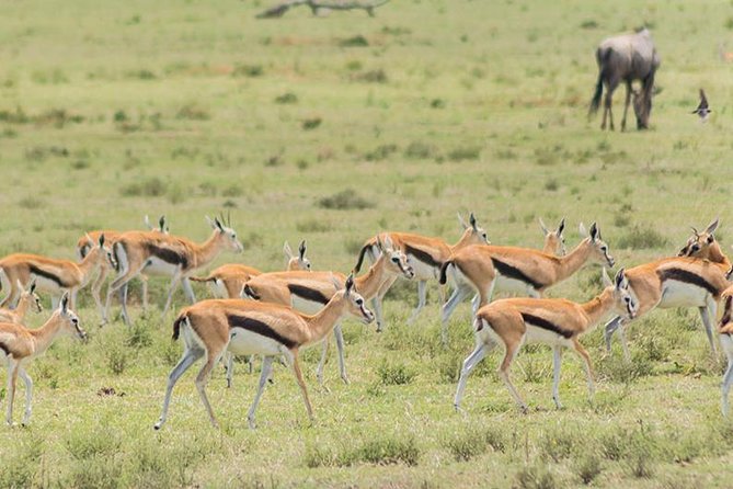 Olpejeta, Lake Naivasha, Masai Mara 5 Days Private Kenya Jeep tour - Day 1: From Nairobi to Ol Pejeta and Mount Kenya country