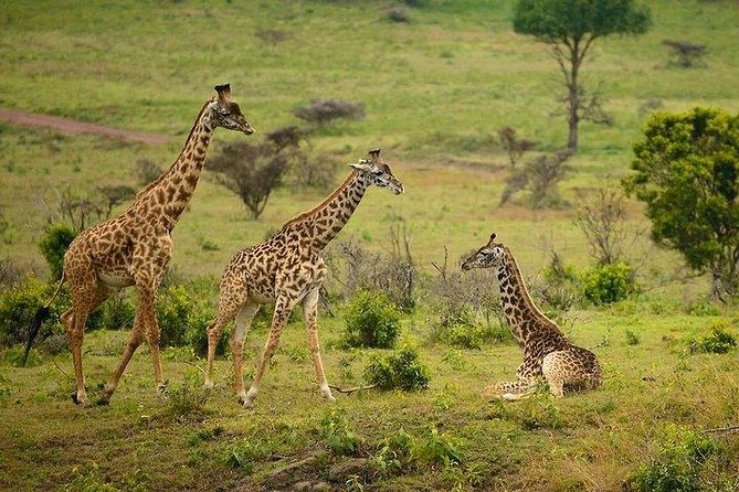 One Day Tour to Maasai Mara Game reserve from Nairobi - Why this safari works for a short stay