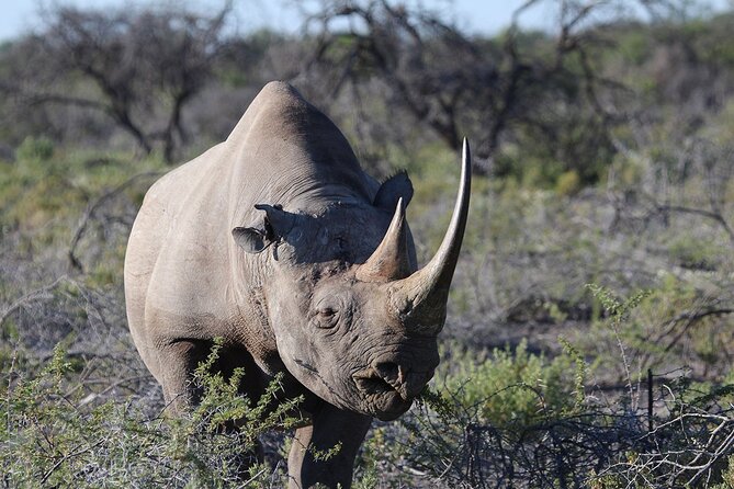 One Day Tour to Maasai Mara Game reserve from Nairobi - What the pop-up roof adds