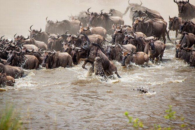 One Day Tour to Maasai Mara Game reserve from Nairobi - Looking for the Big Five and other wildlife