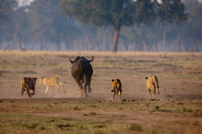 One Day Tour to Maasai Mara Game reserve from Nairobi - The wildebeest migration from July through September