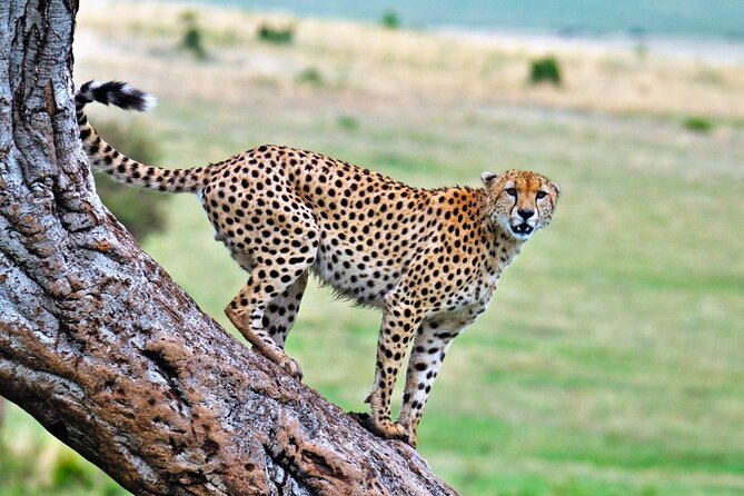 One Day Tour to Maasai Mara Game reserve from Nairobi - Picnic lunch under a tree