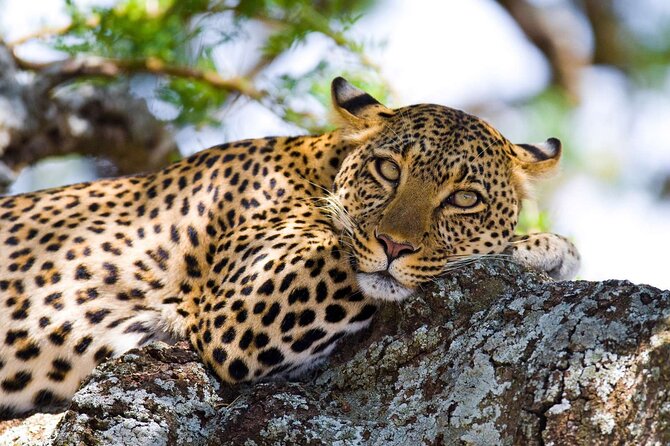 One Day Tour to Maasai Mara Game reserve from Nairobi - The 5:00 am Nairobi departure