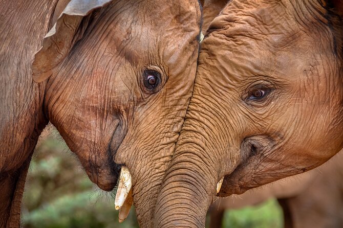 One Night (Mid-range) Amboseli National Park Safari - The morning exit drive is the smart part of the schedule