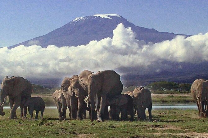 Overnight Amboseli National Park Safari - Arriving in Amboseli for lunch