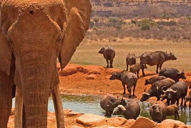 Overnight Amboseli National Park Safari - Who will enjoy this safari most