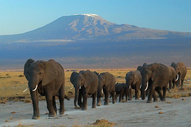 Overnight Amboseli National Park Safari from Nairobi - Key Things to Know Before You Book