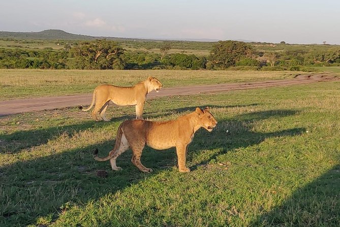 Overnight Amboseli National Park Safari from Nairobi - Returning to Nairobi After Lunch