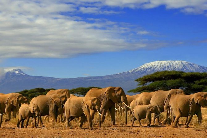 Overnight Amboseli National Park Safari from Nairobi - Leaving Nairobi for the 215-kilometer drive