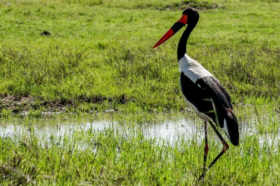 Overnight Group Joining Safari to Amboseli from Nairobi - The optional Masai village visit